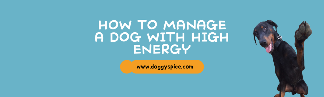 How to Manage a Dog with High Energy: Exercise and Stimulation Tips