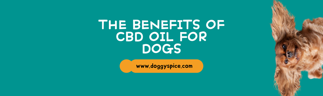 The Benefits of CBD Oil for Dogs: What Every Owner Should Know