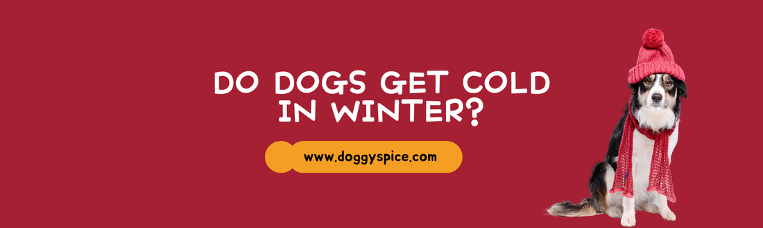Do Dogs Get Cold in Winter?