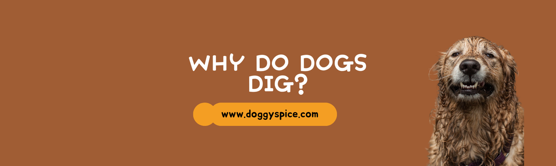 Understanding Dog Behavior: Why Do Dogs Dig?