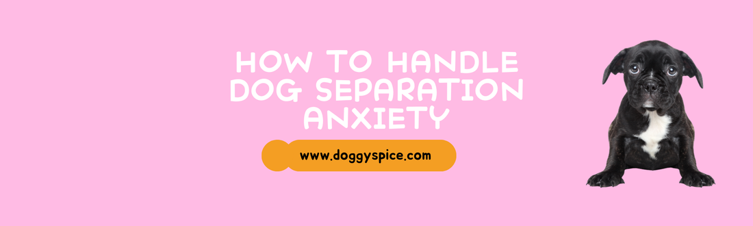 How to Handle Dog Separation Anxiety