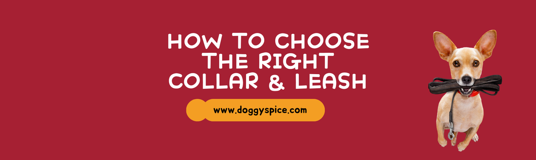 How to Choose the Right Collar and Leash for Your Dog