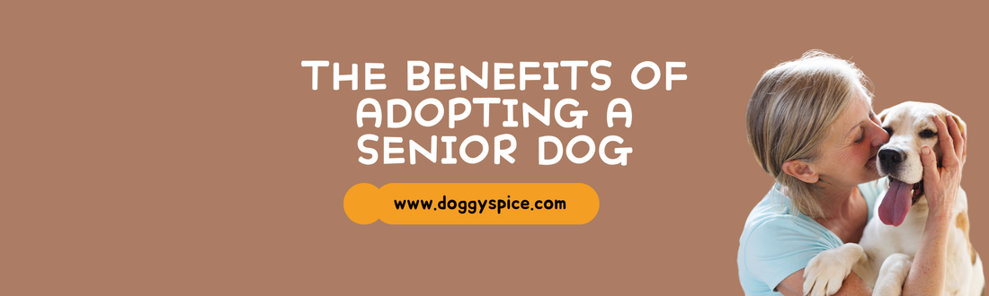 The Benefits of Adopting a Senior Dog