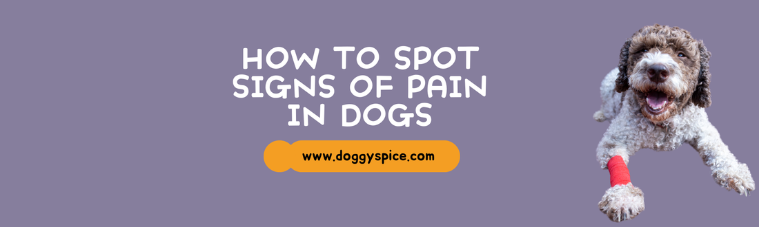 How to Spot Signs of Pain in Dogs and What to Do