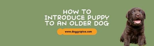How to Introduce a New Puppy to an Older Dog