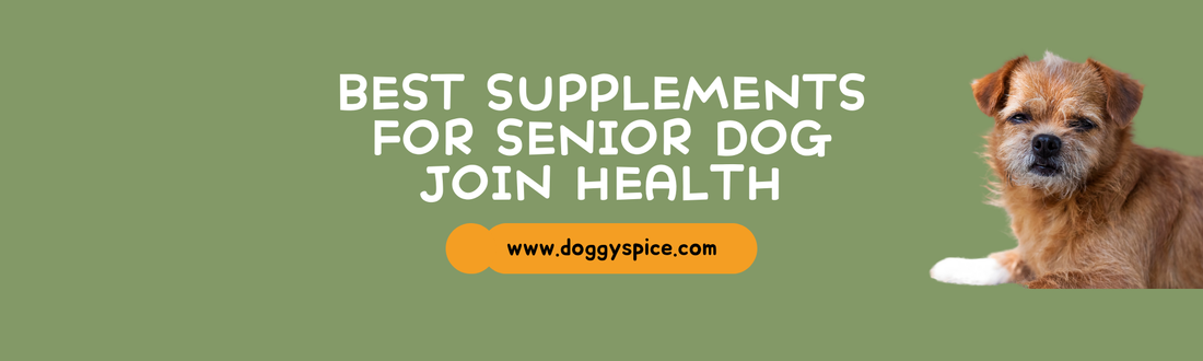 The Best Supplements for Joint Health in Senior Dogs