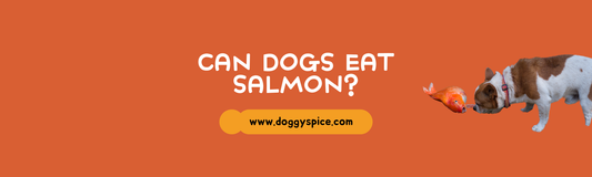 Can Dogs Eat Salmon? Health Benefits and Safe Preparation Tips