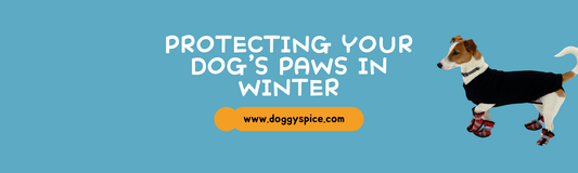 Winter Safety Tips for Dogs: Protecting Their Paws and Skin