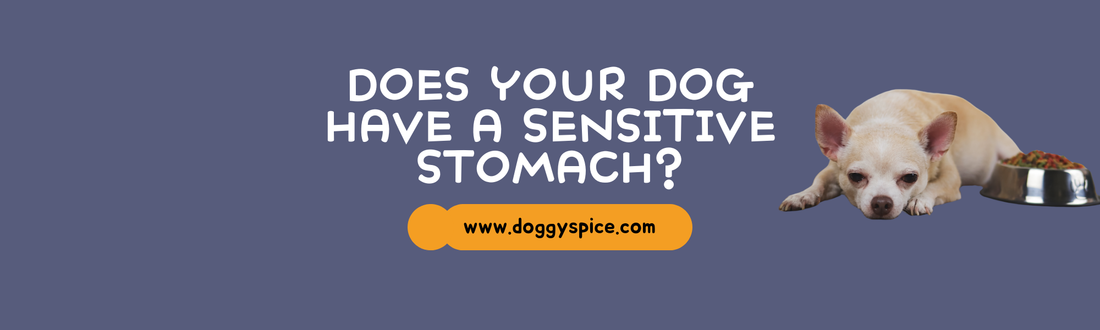What to Do if Your Dog Has a Sensitive Stomach