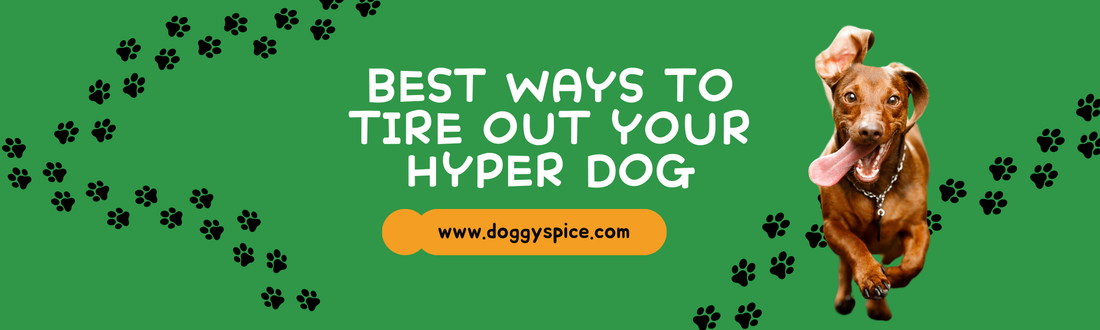 Best Ways To Tire Out A Hyper Dog đŸ
