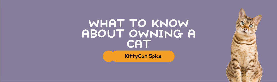 What You Should Know About Owning a Cat