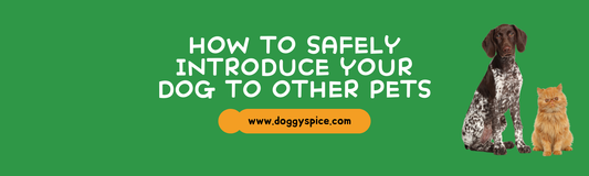 How to Safely Introduce Your Dog to Other Pets