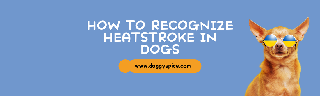 How to Recognize and Treat Heatstroke in Dogs