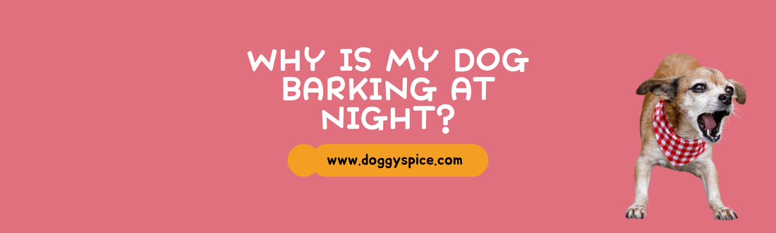 Why Is My Dog Barking at Night? Tips to Reduce Excessive Barking