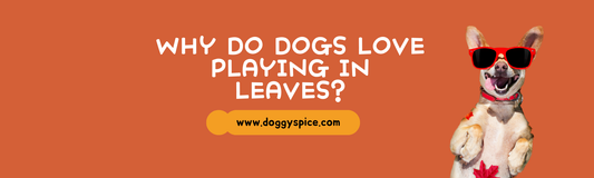 Why Do Dogs Love Playing in Leaves?