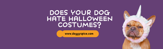 Does Your Dog Hate Halloween Costumes?