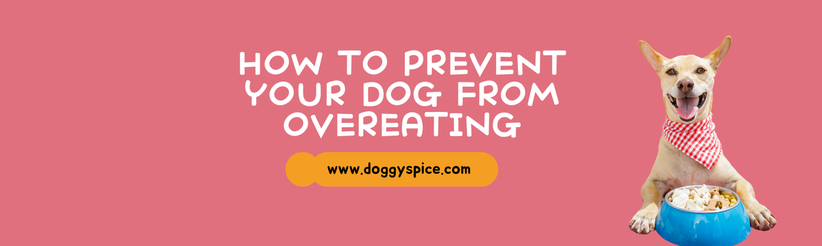 How to Prevent Your Dog from Overeating β Doggy Spice
