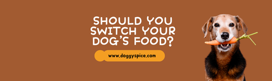 Should You Switch Your Dog's Food?