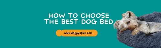 How to Choose the Best Dog Bed