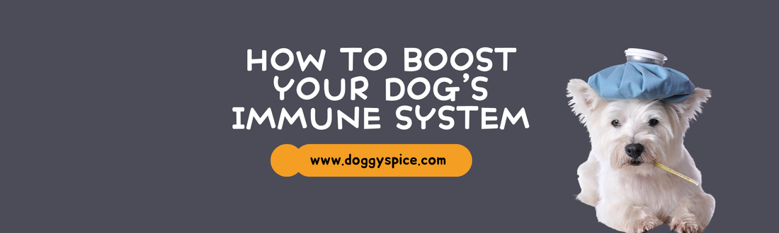 How to Boost Your Dog's Immune System