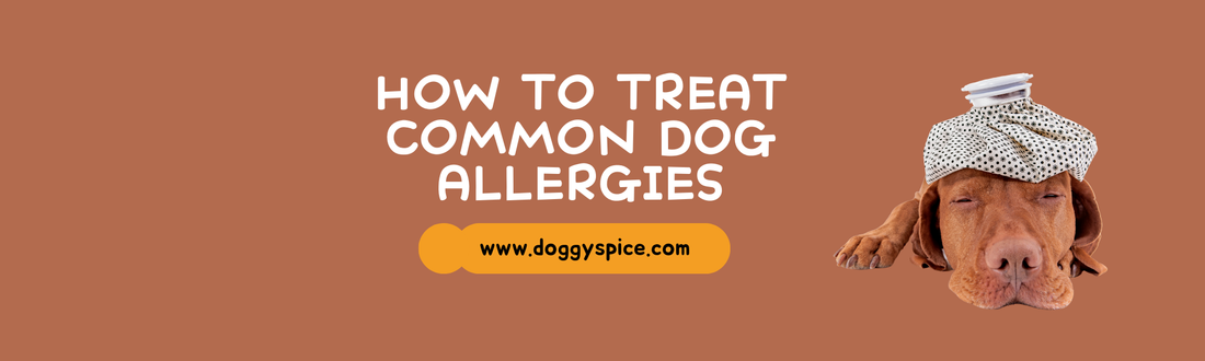 How to Treat Common Dog Allergies