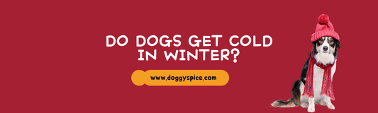 Do Dogs Get Cold in Winter?