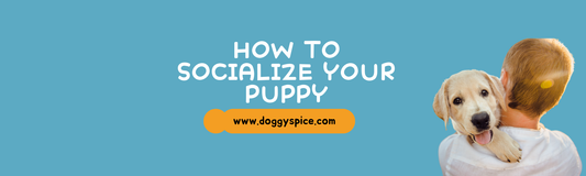How to Socialize Your Puppy: Tips for Success