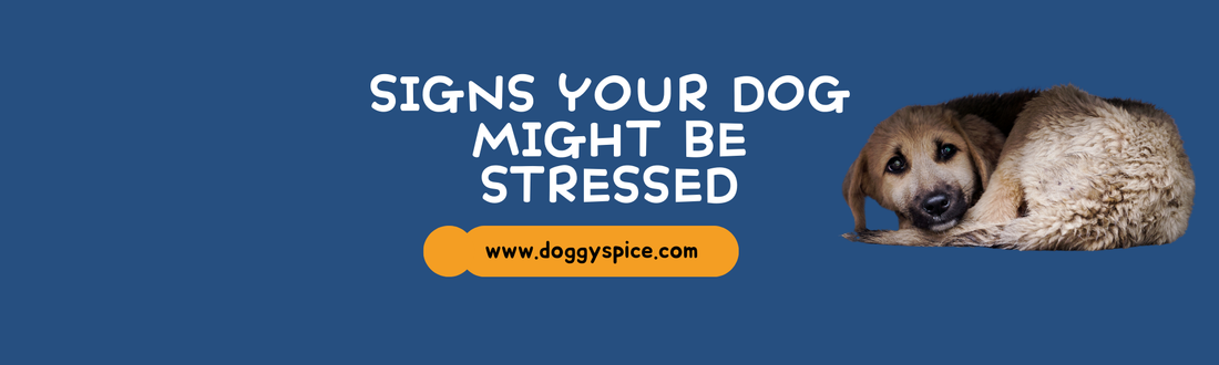 Signs Your Dog Might Be Stressed: What to Watch For