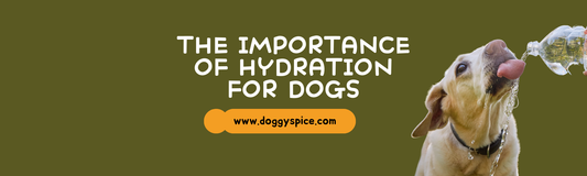 The Importance of Hydration for Dogs: How Much Water Do They Need?