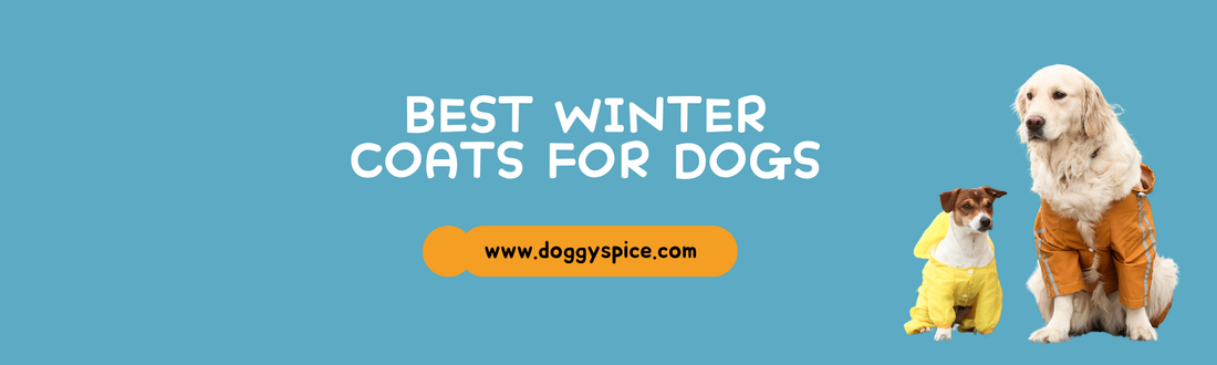 Best Winter Coats for Dogs: How to Keep Your Pup Warm and Stylish 🐾❄️