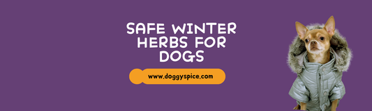 Safe Winter Herbs for Dogs: Health Benefits and Uses