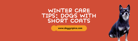 Winter Care Tips for Dogs with Short Coats