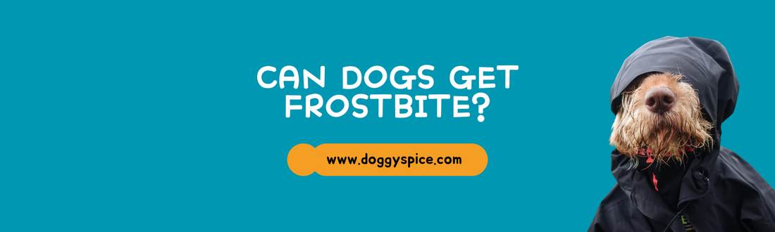 Can Dogs Get Frostbite? Signs and Prevention Tips