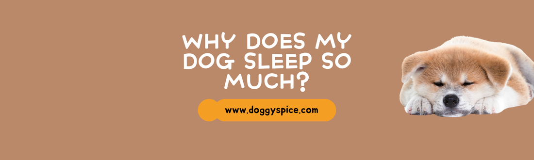 Why Does My Dog Sleep So Much? Understanding Canine Sleep Patterns