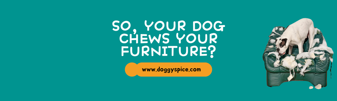 How to Prevent Your Dog from Chewing on Furniture