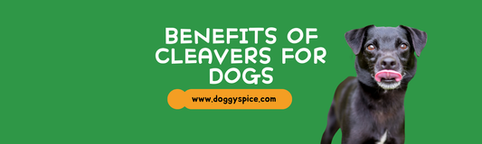 Discover the Benefits of Cleavers for Your Dog