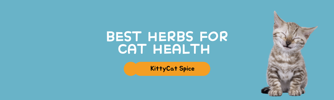 Best Herbs for Cat Health