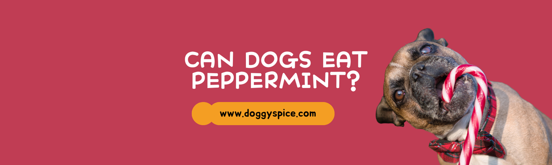 Can Dogs Eat Peppermint? Find Out Here