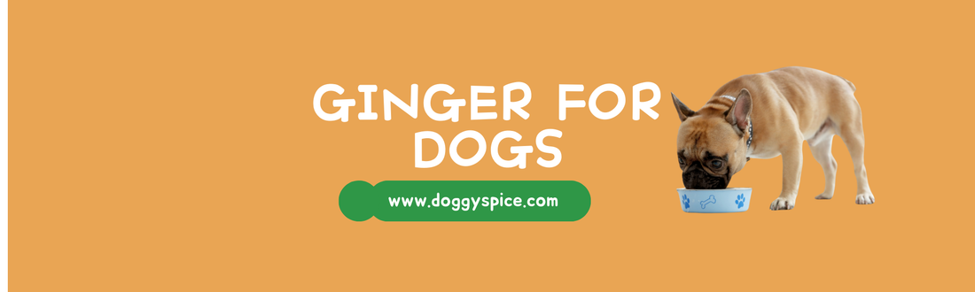 Ginger for Dogs: Unleashing the Benefits of Ginger For Your Dog