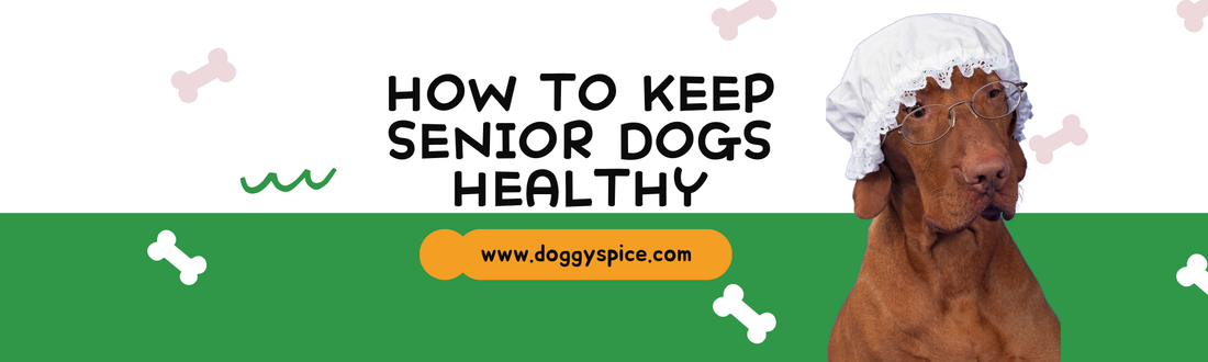 How To Keep Your Senior Dog Active and Healthy 😊🐶