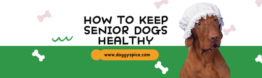 How To Keep Your Senior Dog Active and Healthy 😊🐶
