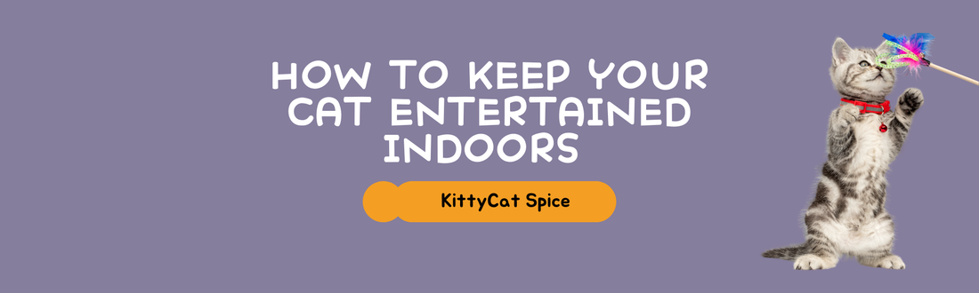 How to Keep Your Cat Entertained Indoors