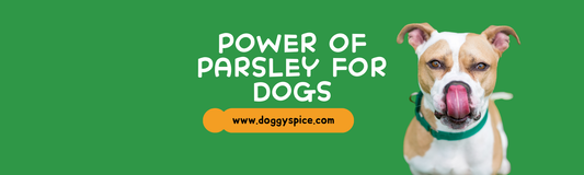 Unlock the Power of Parsley for Your Dog