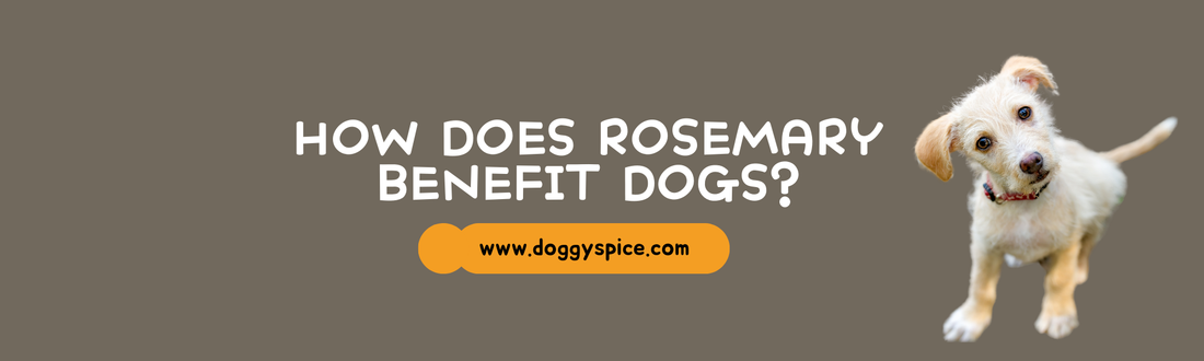 How Does Rosemary Benefit Dogs? Discover This Nutrient-Rich Herb 🌿