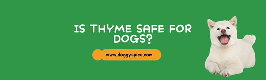 Is Thyme Safe for Dogs? Benefits of This Powerful Herb