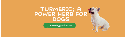 Turmeric: A Power Herb for Dogs