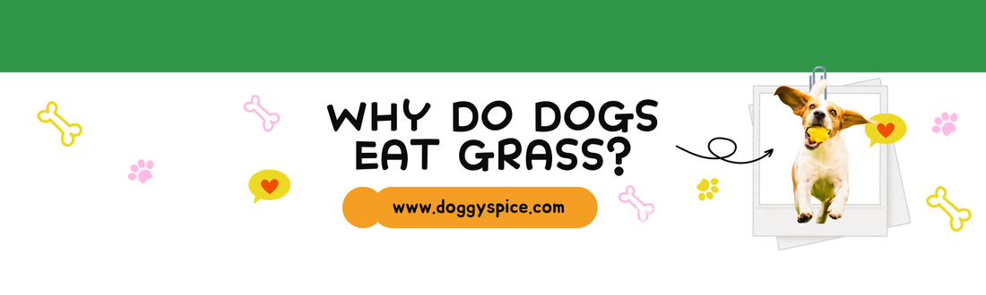 Why Do Dogs Eat Grass? Myths, Facts, and What You Should Know 🌿