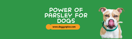 Unlock the Power of Parsley for Your Dog