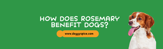 How Does Rosemary Benefit Dogs? Discover This Nutrient-Rich Herb 🌿
